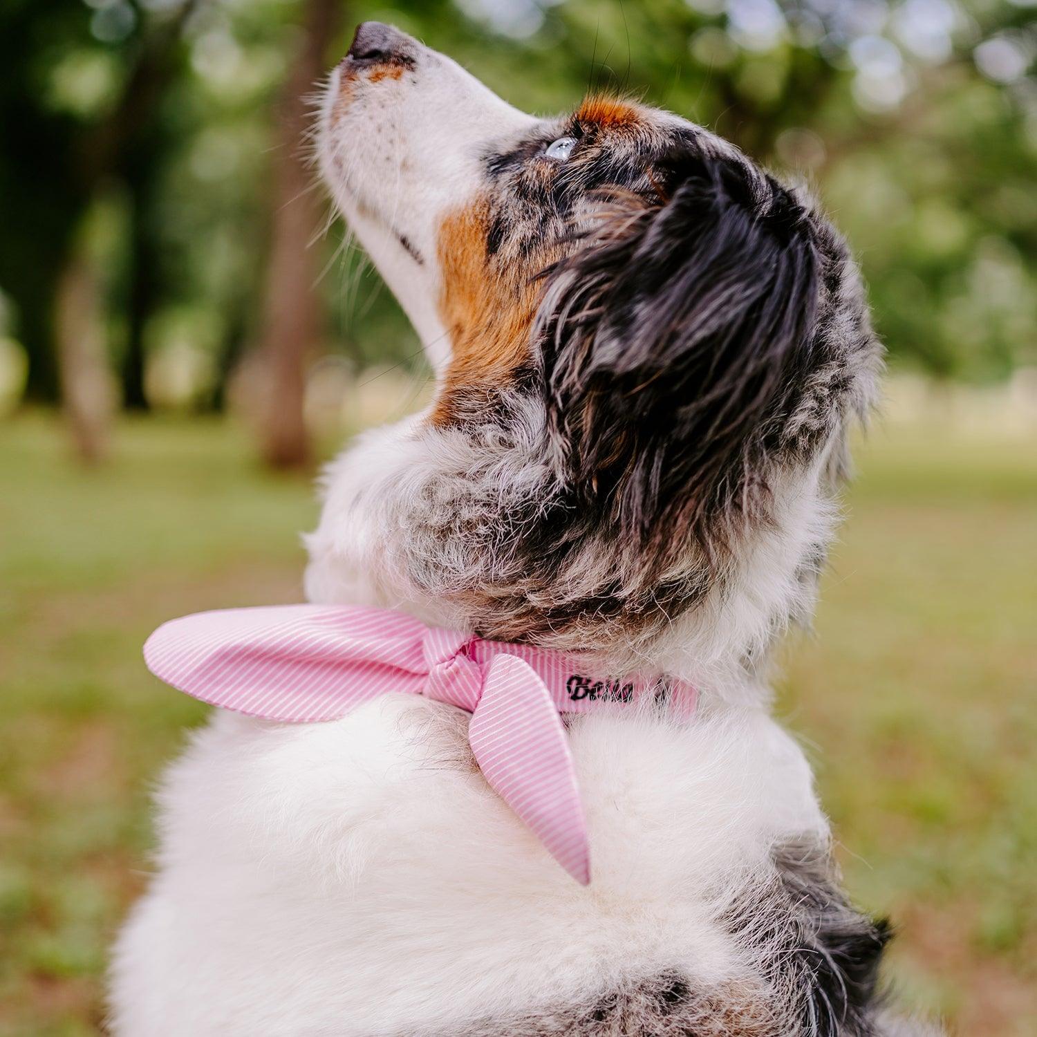 Snap-On Dog Collar Tag&Crew